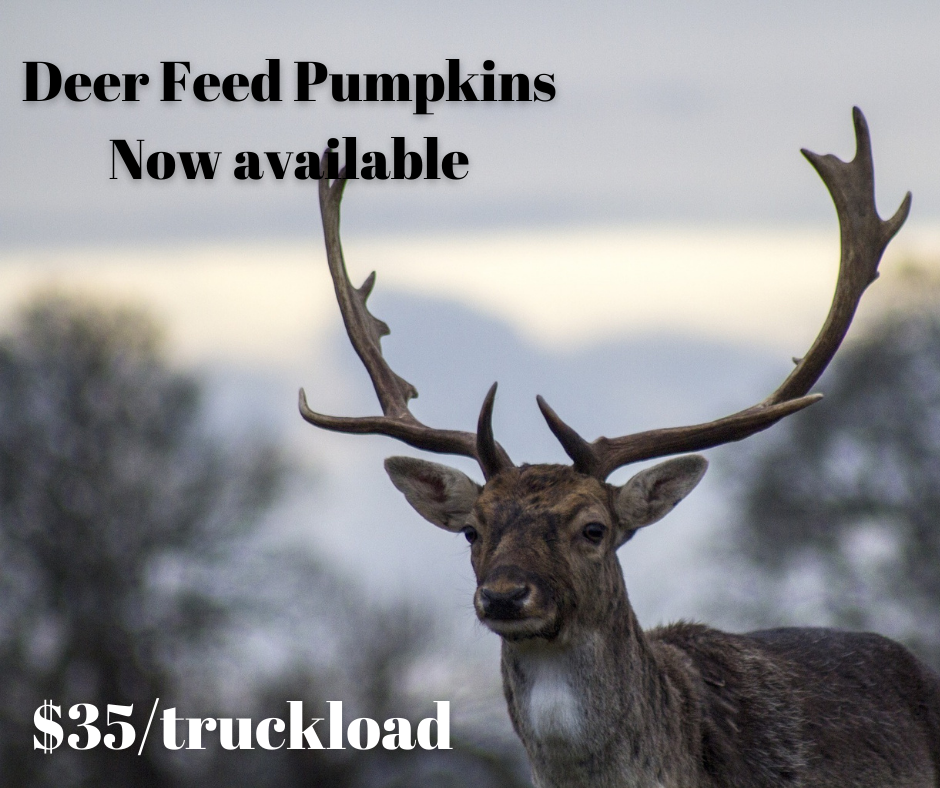 img/copy_of_deerfeed.png