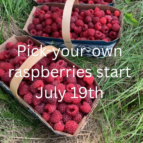 img/pick-your-own_raspberries_start_july_19th_20260716_143801_0000.png