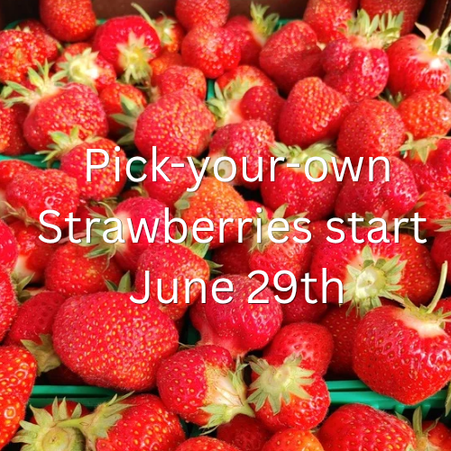 img/pick-your-own_strawberries_start_june_29th_20260626_144514_0000.png