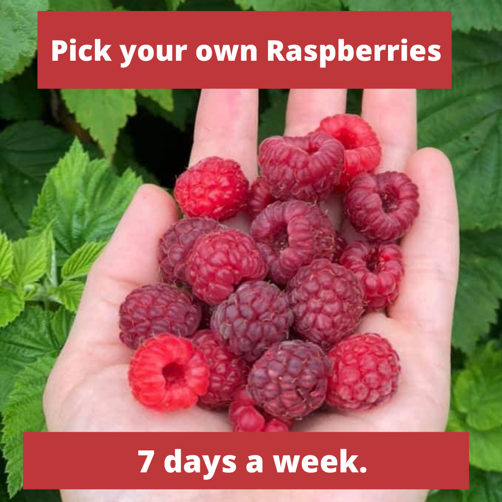 img/pick_your_own_raspberries.png