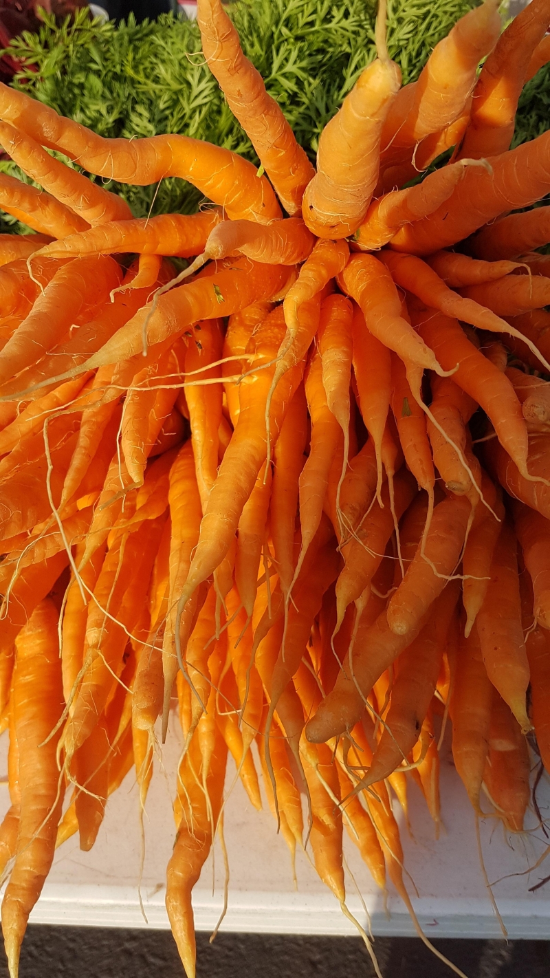 picture of Carrots - Bushel