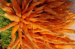 Carrots - Bushel image