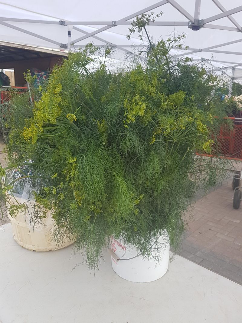 picture of Dill Bunch