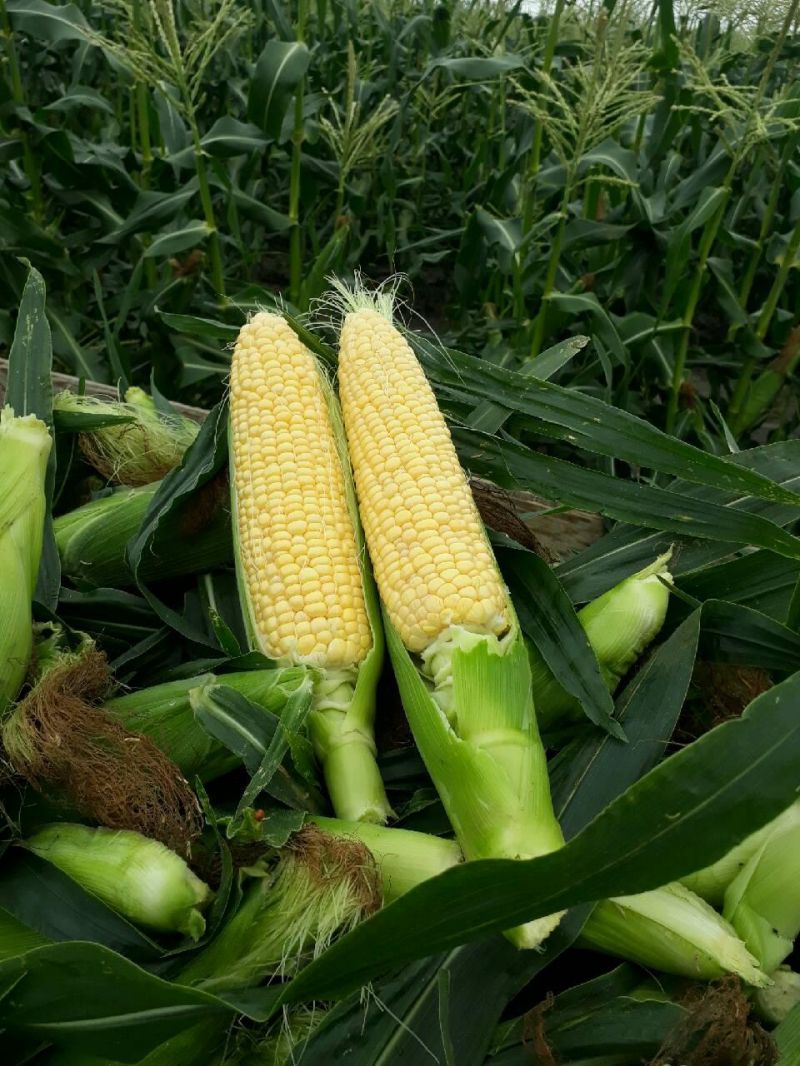 picture of Farmers' dozen corn (13 ct) - Sweet Yellow