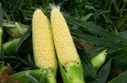 Farmers' dozen corn (13 ct) - Sweet Yellow image