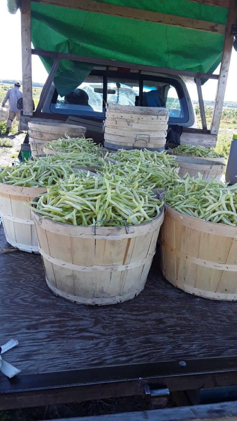 picture of Yellow Beans Bushel