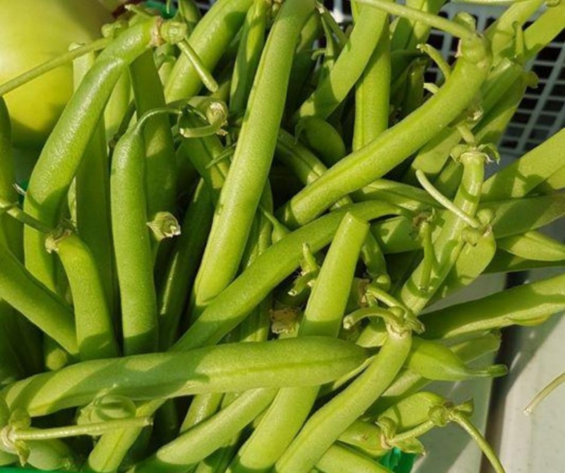picture of Green Beans - Bushel