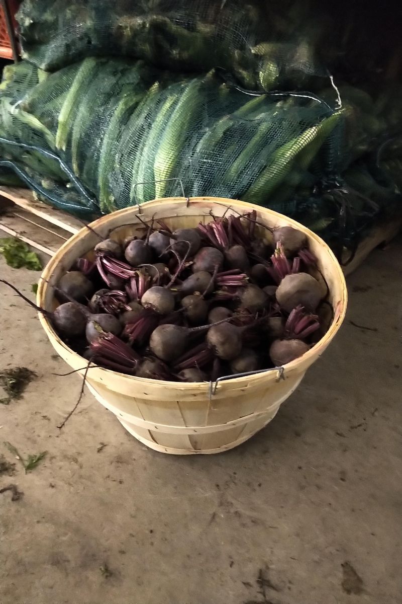 picture of Bushel of Beets