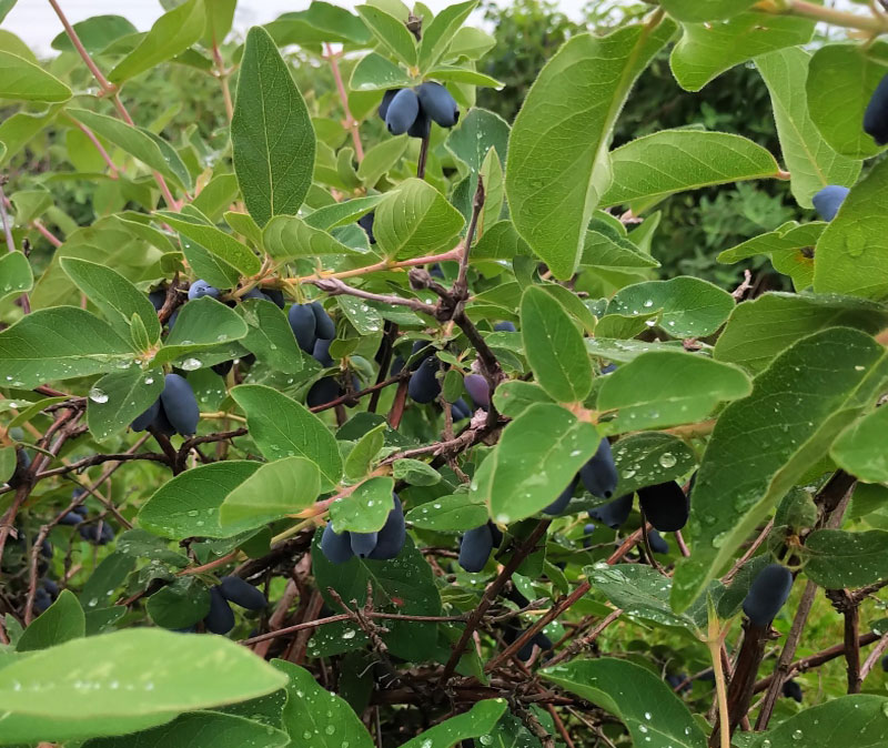 picture of Haskap Berries Flat (12 Pints)